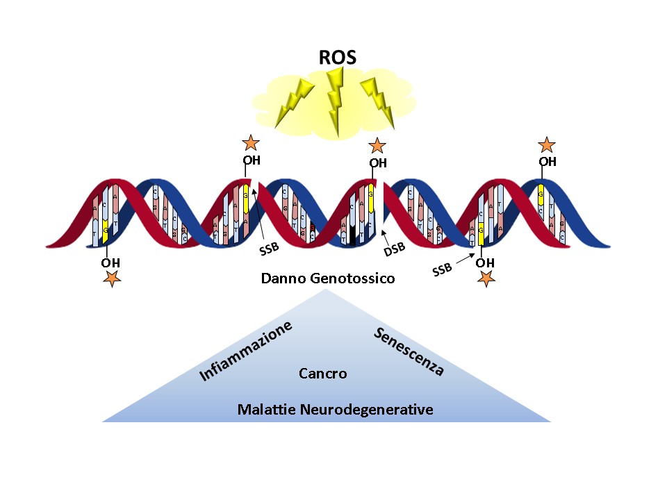 Immagine relativa al contenuto Regioni del DNA ossidate dai radicali liberi ROS